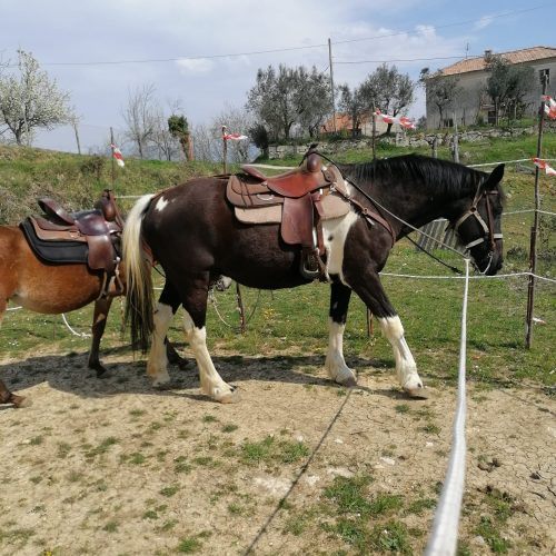 passeggiate_cavallo